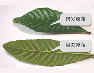 ビワ葉を準備する