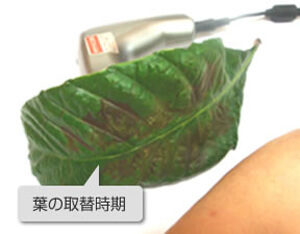 ビワ葉を取替える